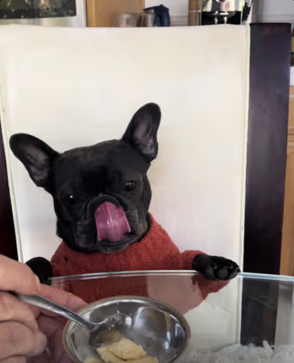 Frenchie absolutely loves her ice cream time !!!
